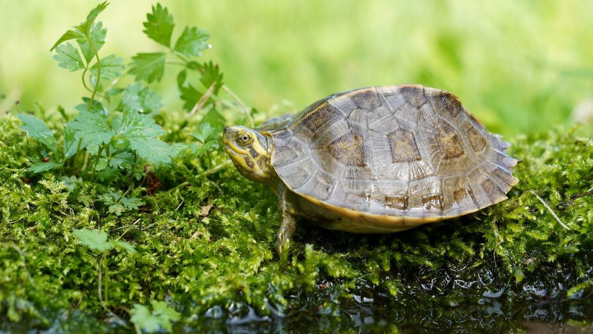 Ostravské zoo se podařil unikátní odchov želvy chrámové